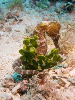 Wounded Sea Horse IMG 5048